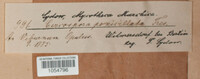 Passalora penicillata image